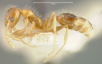 Media type: image; Entomology 21046   Aspect: habitus lateral view